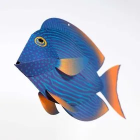 Yelloweye Surgeonfish