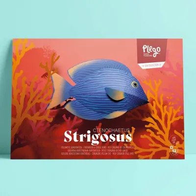 Yelloweye Surgeonfish