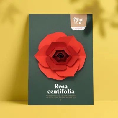 Figura Rosa 3D