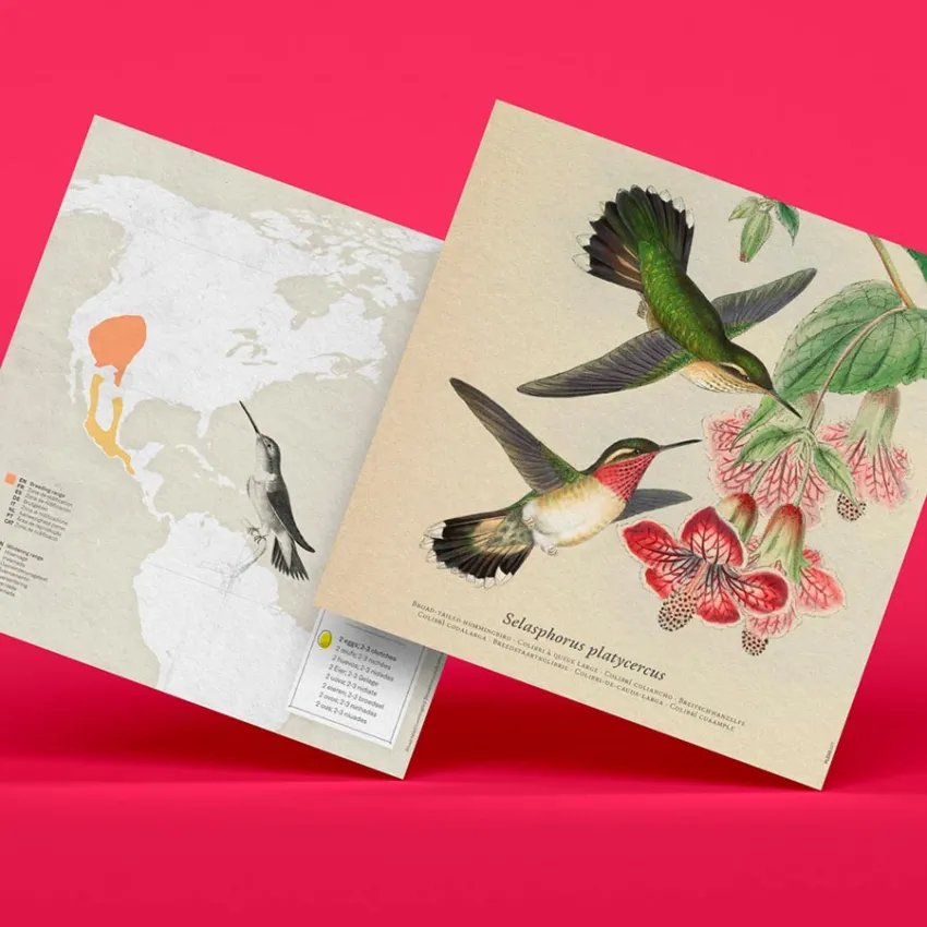 Oiseaux de Catalogne - Colibri à queue large caractéristiques