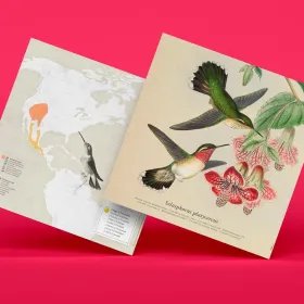 Oiseaux de Catalogne - Colibri à queue large caractéristiques