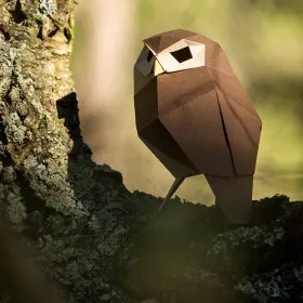 Birds of Catalonia - Little owl trunk